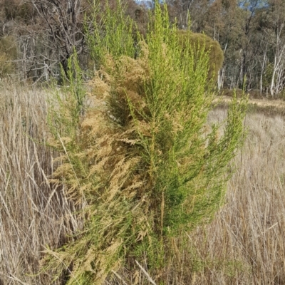 Cassinia sifton (Sifton Bush, Chinese Shrub) at Mount Majura - 20 Jul 2023 by HappyWanderer