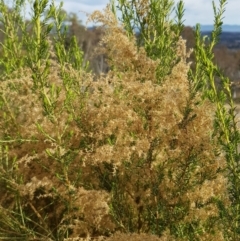 Cassinia sifton at Majura, ACT - 20 Jul 2023