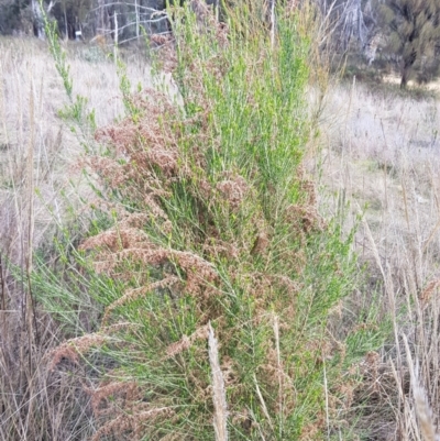 Cassinia sifton (Sifton Bush, Chinese Shrub) at Mount Majura - 20 Jul 2023 by HappyWanderer