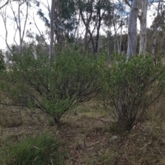 Styphelia triflora (Five-corners) at Majura, ACT - 20 Jul 2023 by HappyWanderer