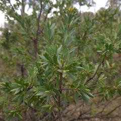 Styphelia triflora at Majura, ACT - 20 Jul 2023