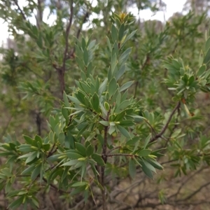 Styphelia triflora at Majura, ACT - 20 Jul 2023 11:53 AM