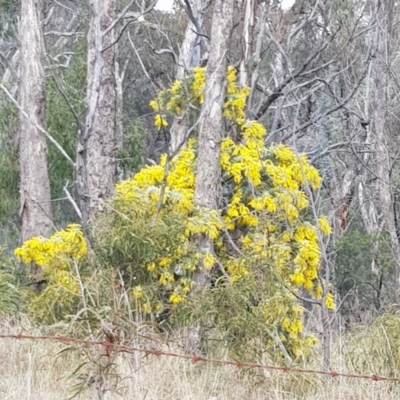 Acacia baileyana (Cootamundra Wattle, Golden Mimosa) at Majura, ACT - 20 Jul 2023 by HappyWanderer