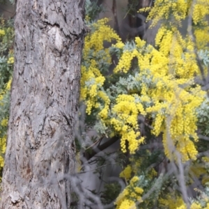 Acacia baileyana at Majura, ACT - 20 Jul 2023