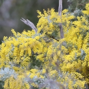 Acacia baileyana at Majura, ACT - 20 Jul 2023