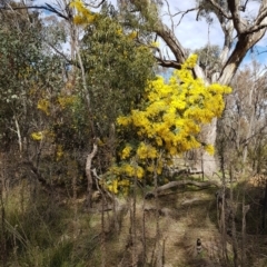 Acacia baileyana (Cootamundra Wattle, Golden Mimosa) at Mount Majura - 20 Jul 2023 by HappyWanderer