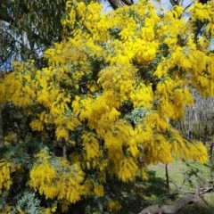 Acacia baileyana at Majura, ACT - 20 Jul 2023