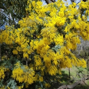 Acacia baileyana at Majura, ACT - 20 Jul 2023