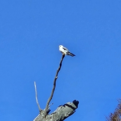 Elanus axillaris (Black-shouldered Kite) at Kambah, ACT - 20 Jul 2023 by BethanyDunne