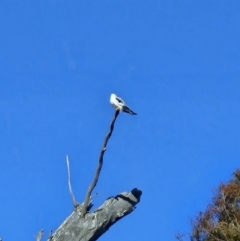 Elanus axillaris at Kambah, ACT - 20 Jul 2023 03:20 PM