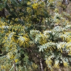 Acacia baileyana (Cootamundra Wattle, Golden Mimosa) at Mount Majura - 20 Jul 2023 by HappyWanderer