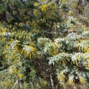 Acacia baileyana at Majura, ACT - 20 Jul 2023
