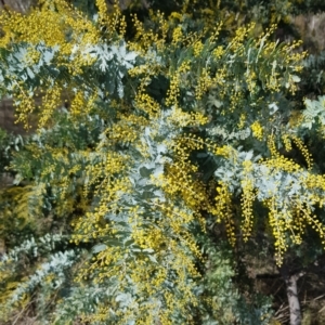 Acacia baileyana at Majura, ACT - 20 Jul 2023 12:02 PM