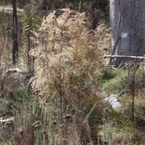 Cassinia sifton at Majura, ACT - 20 Jul 2023