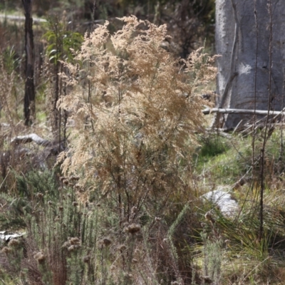 Cassinia sifton (Sifton Bush, Chinese Shrub) at Mount Majura - 20 Jul 2023 by HappyWanderer