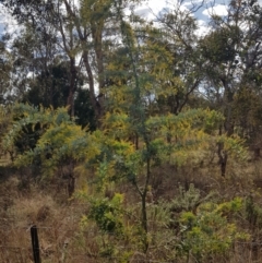 Acacia baileyana (Cootamundra Wattle, Golden Mimosa) at Mount Majura - 20 Jul 2023 by HappyWanderer