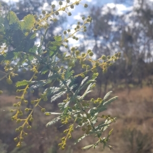 Acacia baileyana at Watson, ACT - 20 Jul 2023