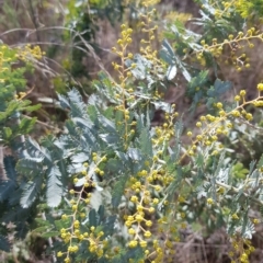 Acacia baileyana at Watson, ACT - 20 Jul 2023