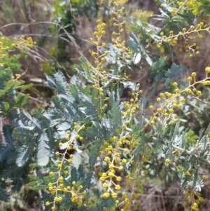 Acacia baileyana at Watson, ACT - 20 Jul 2023