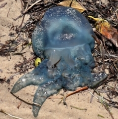 Unidentified Jellyfish or Hydroid  at Bellara, QLD - 19 Jul 2023 by JimL