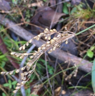 Juncus subsecundus (Finger Rush) at Molonglo Gorge - 18 May 2021 by JaneR