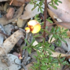 Pultenaea microphylla (Egg and Bacon Pea) at Kowen, ACT - 18 May 2021 by JaneR