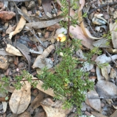 Pultenaea microphylla at Kowen, ACT - 18 May 2021