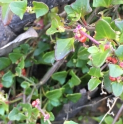 Einadia hastata (Berry Saltbush) at Molonglo Gorge - 18 May 2021 by JaneR