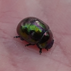 Callidemum hypochalceum (Hop-bush leaf beetle) at Mount Majura - 12 Apr 2023 by RobG1