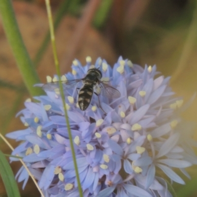 Melangyna viridiceps (Hover fly) at Bowning, NSW - 11 Dec 2022 by michaelb
