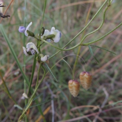 Glycine clandestina (Twining Glycine) at Bowning, NSW - 11 Dec 2022 by MichaelBedingfield