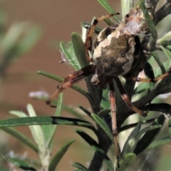 Hortophora sp. (genus) (Garden orb weaver) at Top Hut TSR - 14 Mar 2022 by AndyRoo