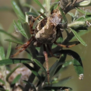 Hortophora sp. (genus) at Dry Plain, NSW - 14 Mar 2022