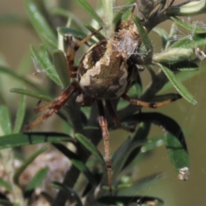 Hortophora sp. (genus) at Dry Plain, NSW - 14 Mar 2022 02:21 PM