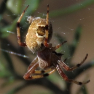 Salsa fuliginata at Dry Plain, NSW - 14 Mar 2022 02:23 PM