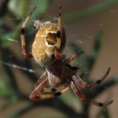 Salsa fuliginata (Sooty Orb-weaver) at Top Hut TSR - 14 Mar 2022 by AndyRoo