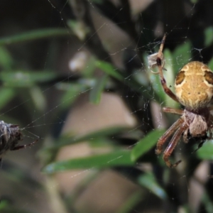 Salsa fuliginata at Dry Plain, NSW - 14 Mar 2022