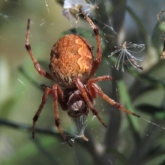 Salsa fuliginata (Sooty Orb-weaver) at Top Hut TSR - 14 Mar 2022 by AndyRoo