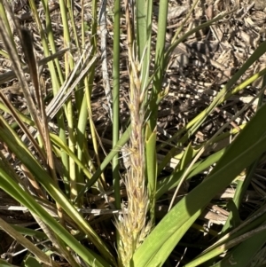 Lomandra longifolia at Kangaroo Valley, NSW - suppressed