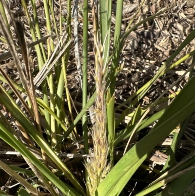 Lomandra longifolia (Spiny-headed Mat-rush, Honey Reed) at Kangaroo Valley, NSW - 21 Jul 2023 by lbradley