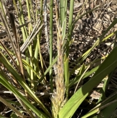 Lomandra longifolia (Spiny-headed Mat-rush, Honey Reed) at Kangaroo Valley, NSW - 21 Jul 2023 by lbradleyKV