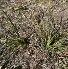 Lomandra longifolia at Kangaroo Valley, NSW - suppressed