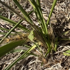 Lomandra longifolia at Kangaroo Valley, NSW - suppressed