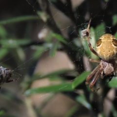 Scarabaeidae (family) at Dry Plain, NSW - 14 Mar 2022 by AndyRoo