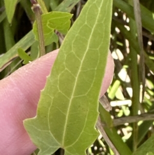 Clematis sp. at Kangaroo Valley, NSW - 21 Jul 2023 11:04 AM