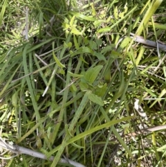 Clematis (genus) at Kangaroo Valley, NSW - 21 Jul 2023 11:04 AM