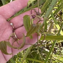 Clematis sp. at Kangaroo Valley, NSW - 21 Jul 2023