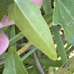 Clematis (genus) at Kangaroo Valley, NSW - 21 Jul 2023 11:04 AM