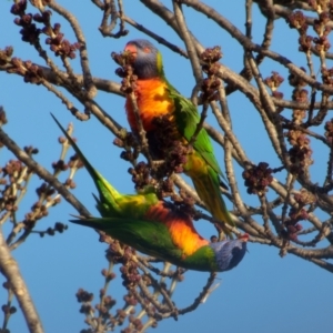 Trichoglossus moluccanus at Downer, ACT - 21 Jul 2023