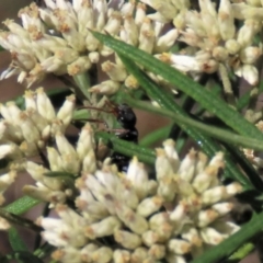 Myrmecia sp., pilosula-group (Jack jumper) at Dry Plain, NSW - 14 Mar 2022 by AndyRoo